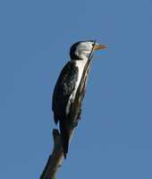 Phalacrocorax melanoleucos - Little Pied Cormorant