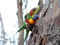 Trichoglossus haematodus - Rainbow Lorikeet