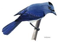 Image of: Hypothymis azurea (black-naped monarch)