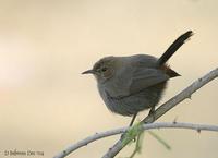 Image of: Saxicoloides fulicatus (Indian robin)