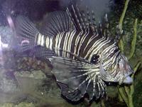 Image of: Pterois volitans (firefish)