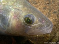 Perca fluviatilis - English Perch