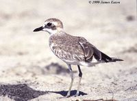 Greater Sand Plover - Charadrius leschenaultii