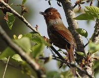 Taiwan Barwing - Actinodura morrisoniana