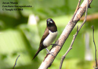 Javan Munia - Lonchura leucogastroides