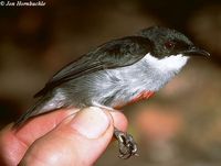 Red-striped Flowerpecker - Dicaeum australe