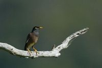 Common Myna