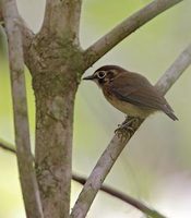 White-throated Spadebill (Platyrinchus mystaceus) photo