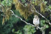 Madagascar Buzzard (Buteo brachypterus) photo