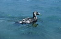 Musk Duck - Biziura lobata