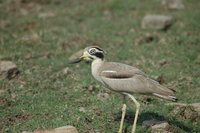 Great Thick-knee - Burhinus recurvirostris