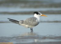 Lesser Crested Tern - Sterna bengalensis