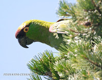 Maroon-fronted Parrot - Rhynchopsitta terrisi