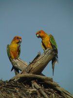 Sun Parakeet - Aratinga solstitialis