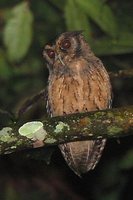 Tawny-bellied Screech-Owl - Megascops watsonii