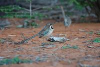 Long-tailed Ground-Roller - Uratelornis chimaera