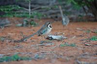 Long-tailed Ground-Roller - Uratelornis chimaera