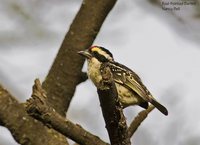 Red-fronted Barbet - Tricholaema diademata