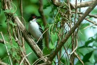 Great Antshrike - Taraba major