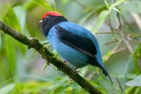 Blue Manakin - Chiroxiphia caudata