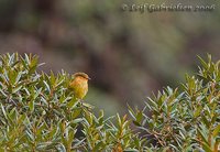 Ochraceous-breasted Flycatcher - Myiophobus ochraceiventris