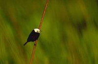 White-headed Marsh-Tyrant - Arundinicola leucocephala