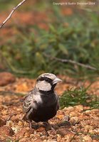 Ashy-crowned Sparrow-Lark - Eremopterix grisea