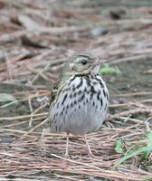 Olive-backed Pipit - Anthus hodgsoni