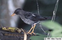 White-chinned Thrush - Turdus aurantius