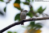 Arctic Warbler - Phylloscopus borealis