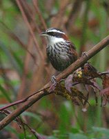 Streak-breasted Scimitar-Babbler - Pomatorhinus ruficollis