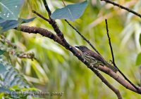 Luzon Striped-Babbler - Stachyris striata