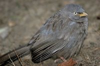 Jungle Babbler - Turdoides striatus