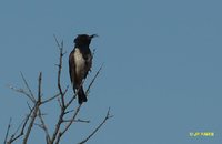 Black Honeyeater - Certhionyx niger