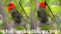 Mauritius Fody - Foudia rubra