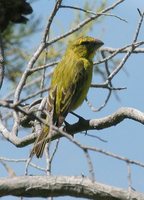 Brimstone Canary - Serinus sulphuratus