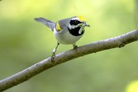 Golden-winged Warbler - Vermivora chrysoptera