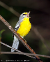 Adelaide Warbler - Dendroica adelaidae