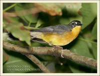 Fan-tailed Warbler - Euthlypis lachrymosa