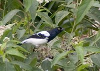 Magpie Tanager - Cissopis leveriana