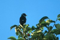 White-naped Seedeater - Dolospingus fringilloides