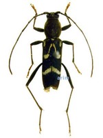 긴다리범하늘소 - Rhaphuma gracilipes