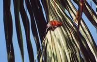 Point-tailed palmcreeper