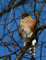 Sharpshinned Hawk Feb 06