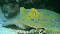 Blue-spotted Ray - Taeniura lymma