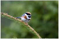 Black-throated Tit