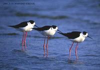 Black-Winged Stilt Himantopus himantopus 장다리물떼새