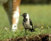 Daurian Jackdaw