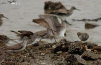 Tringa brevipes , 노랑발도요 - Grey-tailed Tattler