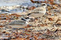 Malaysian Plover Charadrius peronii Near-threatened